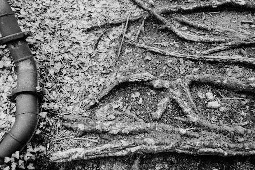 Tree roots growing towards sewer line.